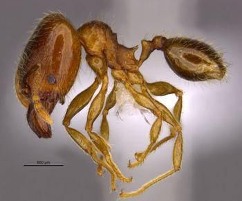 Media type: image;   Entomology 36173 Aspect: habitus lateral view